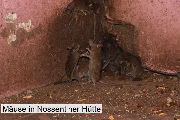 Mäuse in Nossentiner Hütte